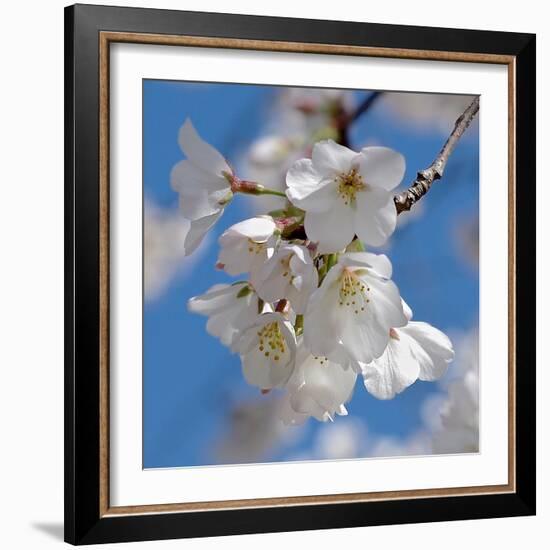 Apple Blossoms II-Monika Burkhart-Framed Photographic Print