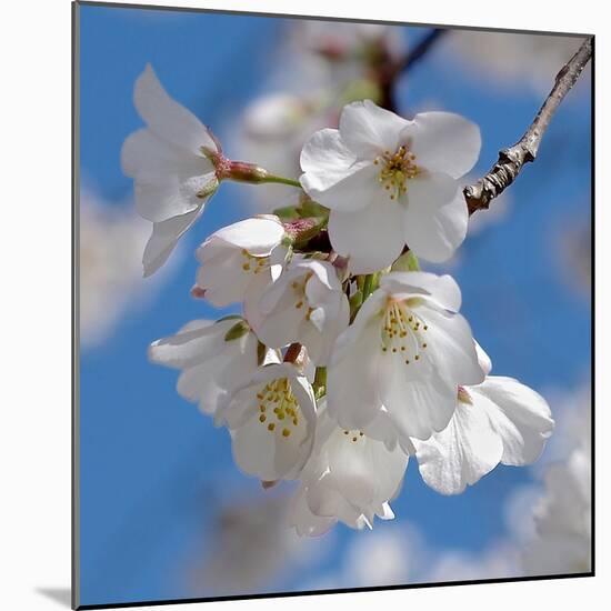 Apple Blossoms II-Monika Burkhart-Mounted Photographic Print