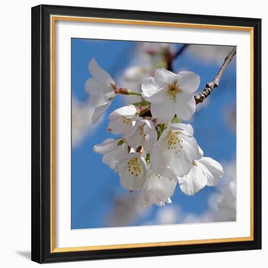 Apple Blossoms II-Monika Burkhart-Framed Photographic Print