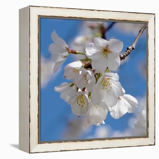 Apple Blossoms II-Monika Burkhart-Framed Premier Image Canvas