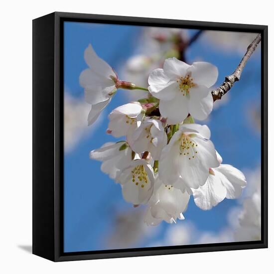 Apple Blossoms II-Monika Burkhart-Framed Premier Image Canvas