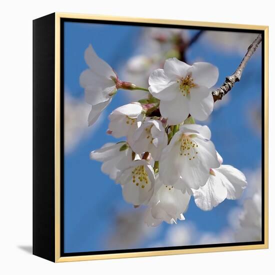 Apple Blossoms II-Monika Burkhart-Framed Premier Image Canvas