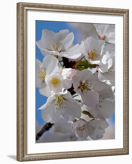 Apple Blossoms IV-Monika Burkhart-Framed Photographic Print