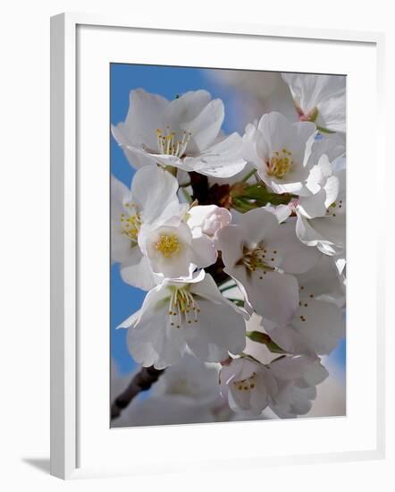 Apple Blossoms IV-Monika Burkhart-Framed Photographic Print