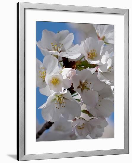 Apple Blossoms IV-Monika Burkhart-Framed Photographic Print