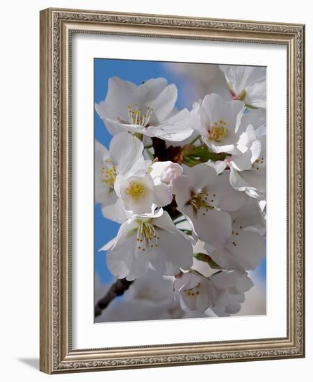 Apple Blossoms IV-Monika Burkhart-Framed Photographic Print