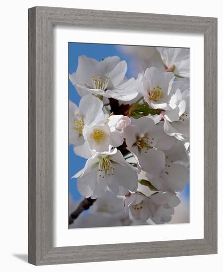 Apple Blossoms IV-Monika Burkhart-Framed Photographic Print