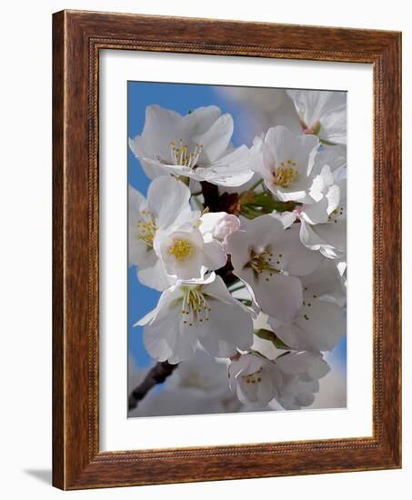 Apple Blossoms IV-Monika Burkhart-Framed Photographic Print