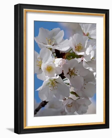 Apple Blossoms IV-Monika Burkhart-Framed Photographic Print