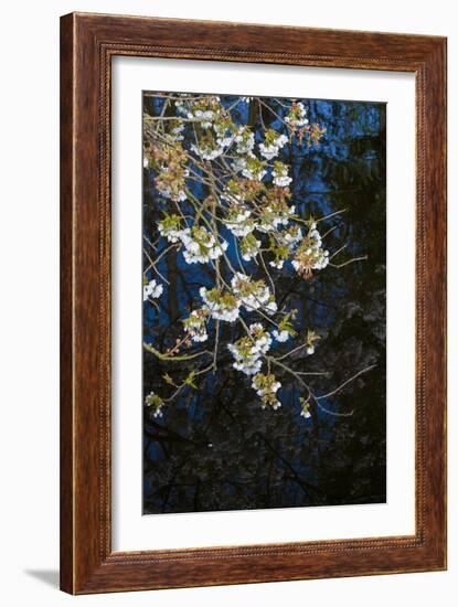 Apple Blossoms on Branches Hanging over Pond-Anna Miller-Framed Photographic Print