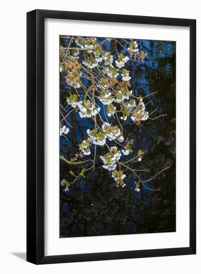 Apple Blossoms on Branches Hanging over Pond-Anna Miller-Framed Photographic Print