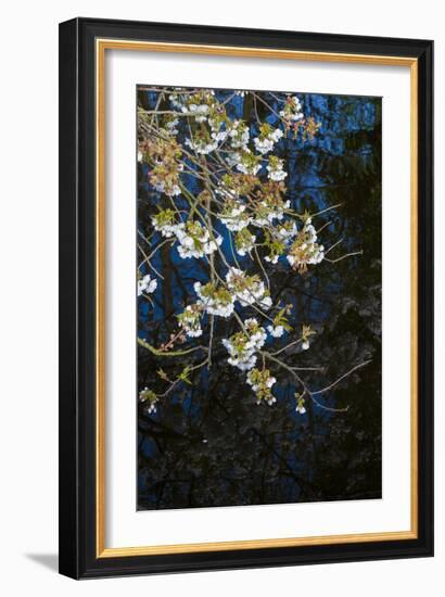 Apple Blossoms on Branches Hanging over Pond-Anna Miller-Framed Photographic Print