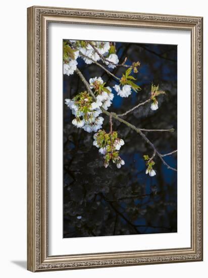 Apple Blossoms on Branches Hanging over Pond-Anna Miller-Framed Photographic Print