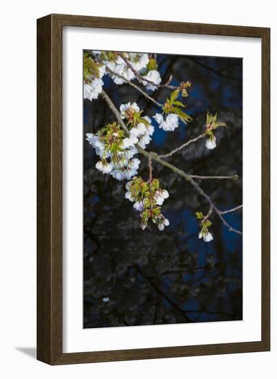 Apple Blossoms on Branches Hanging over Pond-Anna Miller-Framed Photographic Print