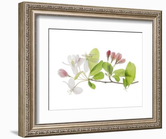 Apple Blossoms-Judy Stalus-Framed Premium Giclee Print