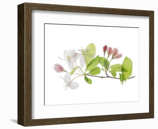 Apple Blossoms-Judy Stalus-Framed Premium Giclee Print