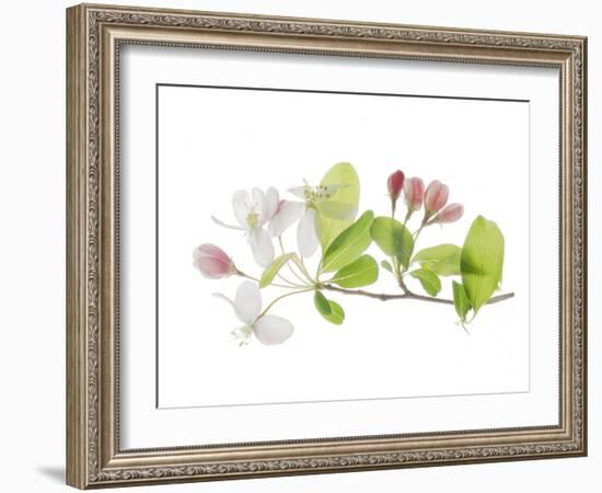 Apple Blossoms-Judy Stalus-Framed Art Print
