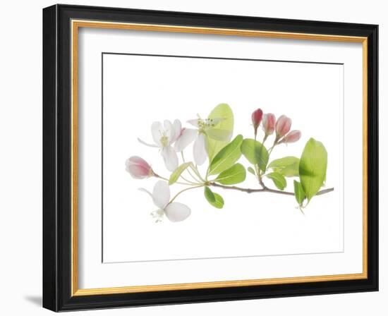 Apple Blossoms-Judy Stalus-Framed Art Print