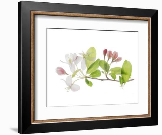 Apple Blossoms-Judy Stalus-Framed Art Print