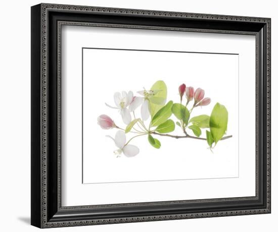 Apple Blossoms-Judy Stalus-Framed Art Print