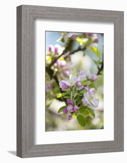 Apple Blossoms-C. Nidhoff-Lang-Framed Photographic Print