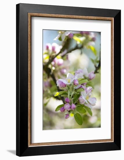 Apple Blossoms-C. Nidhoff-Lang-Framed Photographic Print