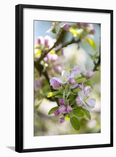 Apple Blossoms-C. Nidhoff-Lang-Framed Photographic Print