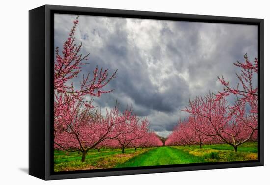 Apple Blossoms-Steven Maxx-Framed Premier Image Canvas