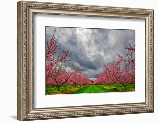 Apple Blossoms-Steven Maxx-Framed Photographic Print