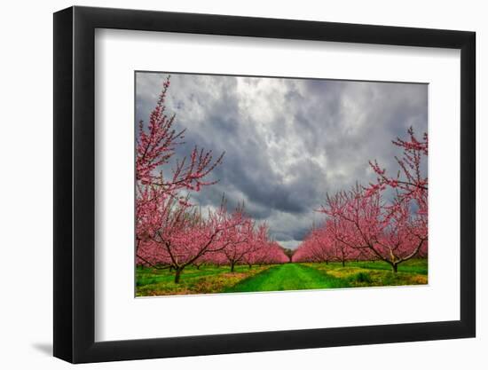 Apple Blossoms-Steven Maxx-Framed Photographic Print