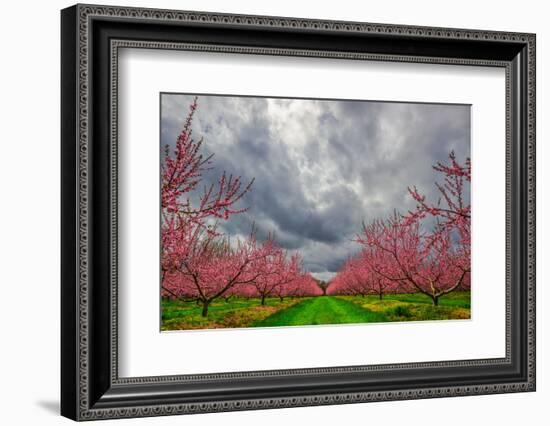 Apple Blossoms-Steven Maxx-Framed Photographic Print