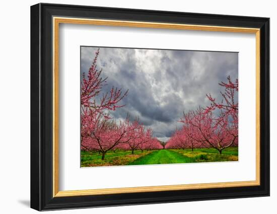 Apple Blossoms-Steven Maxx-Framed Photographic Print