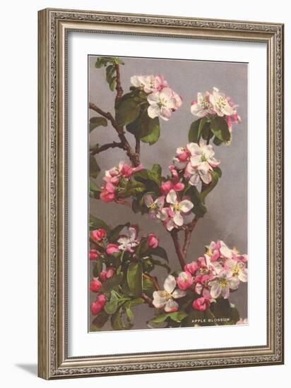 Apple Blossoms-null-Framed Art Print