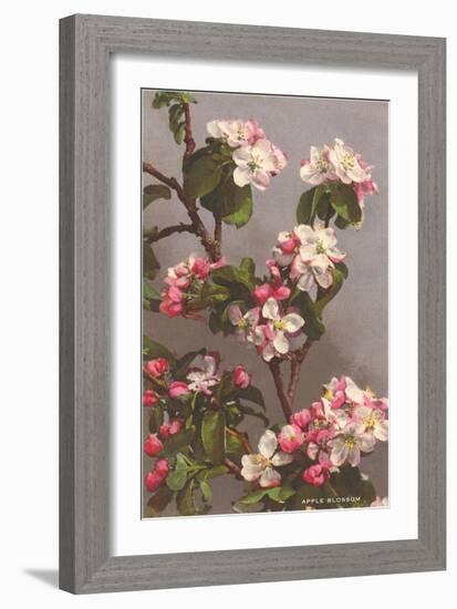 Apple Blossoms-null-Framed Art Print