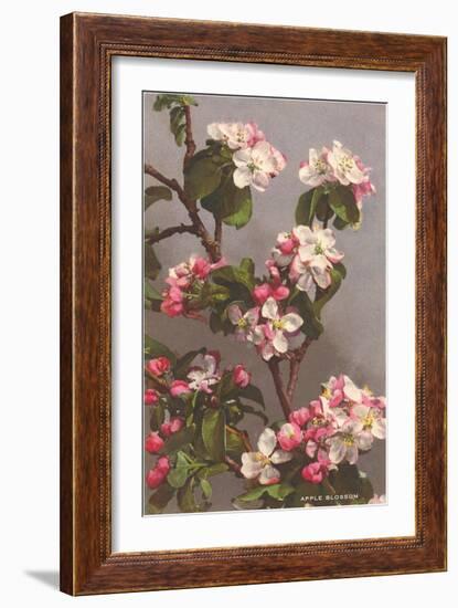 Apple Blossoms-null-Framed Art Print