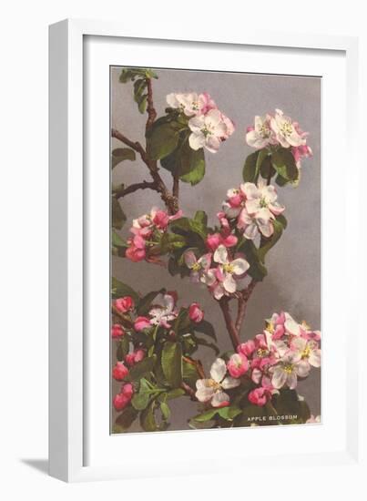 Apple Blossoms-null-Framed Art Print