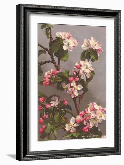 Apple Blossoms-null-Framed Art Print