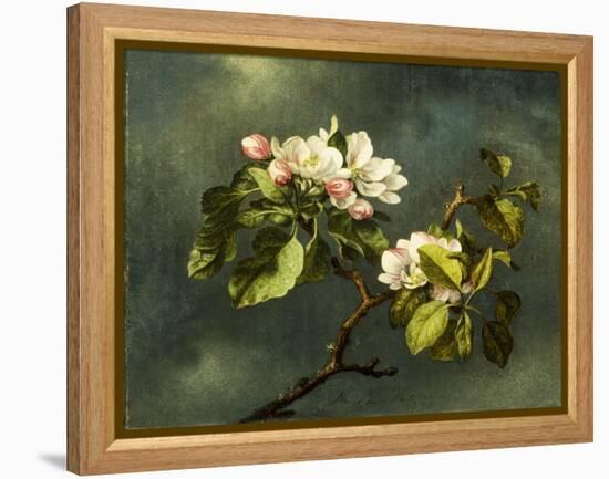 Apple Blossoms-Martin Johnson Heade-Framed Premier Image Canvas