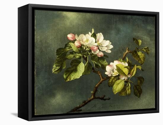 Apple Blossoms-Martin Johnson Heade-Framed Premier Image Canvas