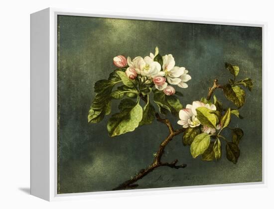 Apple Blossoms-Martin Johnson Heade-Framed Premier Image Canvas