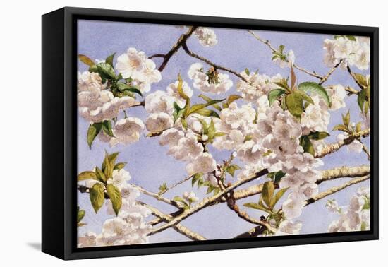 Apple Blossoms-John William Hill-Framed Stretched Canvas