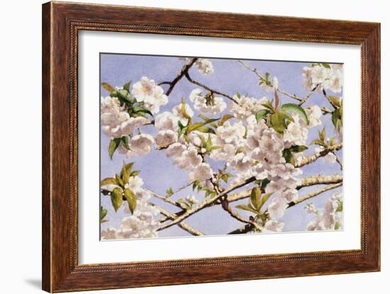 Apple Blossoms-John William Hill-Framed Art Print