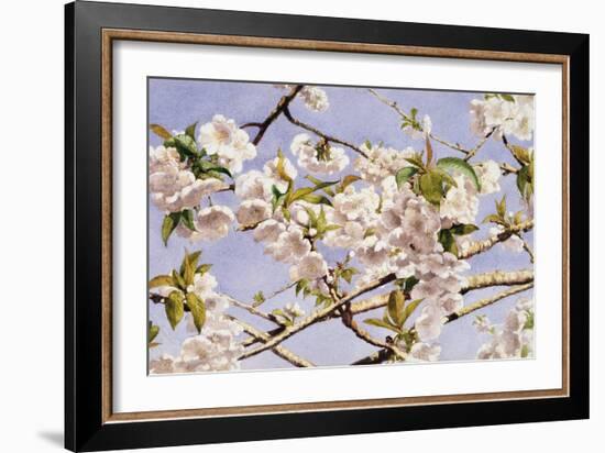 Apple Blossoms-John William Hill-Framed Art Print