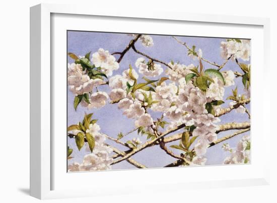 Apple Blossoms-John William Hill-Framed Art Print