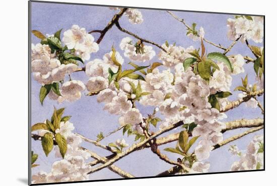 Apple Blossoms-John William Hill-Mounted Art Print