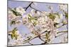 Apple Blossoms-John William Hill-Mounted Art Print