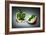 Apple Core-Kikroune-Framed Photographic Print