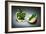 Apple Core-Kikroune-Framed Photographic Print