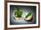 Apple Core-Kikroune-Framed Photographic Print