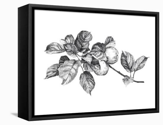 Apple Etching I-Emma Scarvey-Framed Stretched Canvas